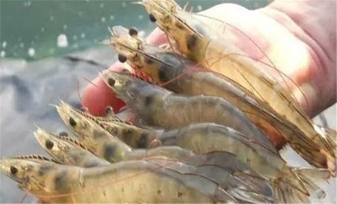 养殖鱼虾膨化料