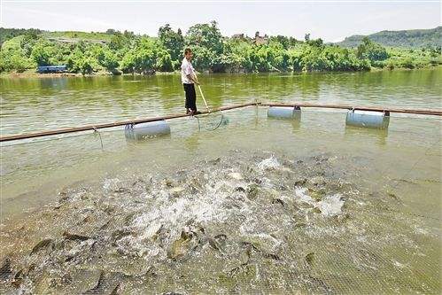 滦州哪里有鱼虾饲料价格价格