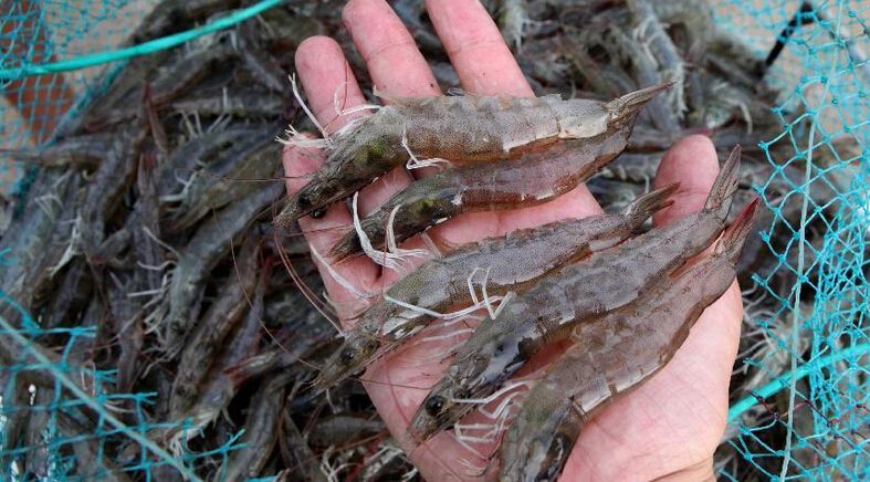 葫芦岛哪里有鱼虾饲料代理批发