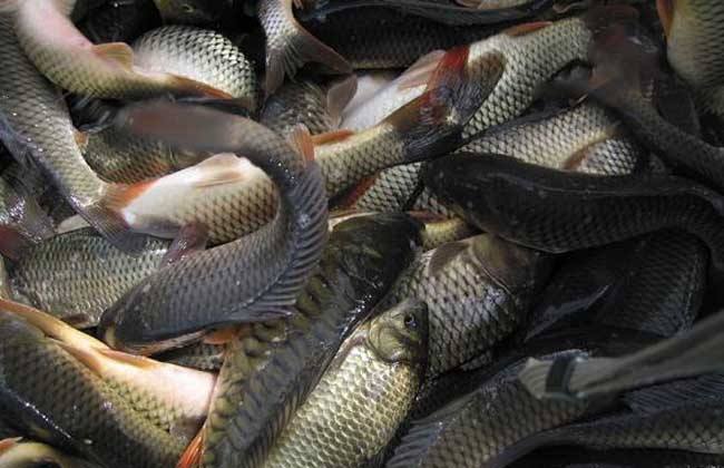 济宁高质量鱼虾膨化料加工价格