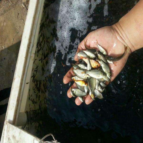 菏泽高质量鱼虾膨化料价钱价格